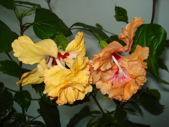 DSC02481 - HIBISCUS 2015