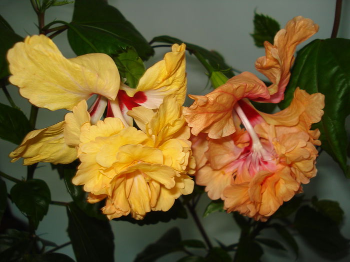 DSC02482 - HIBISCUS 2015