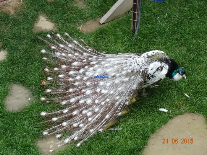 DSC01597