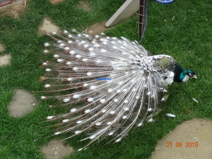 DSC01600