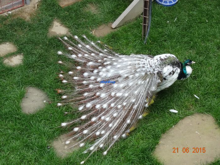 DSC01601