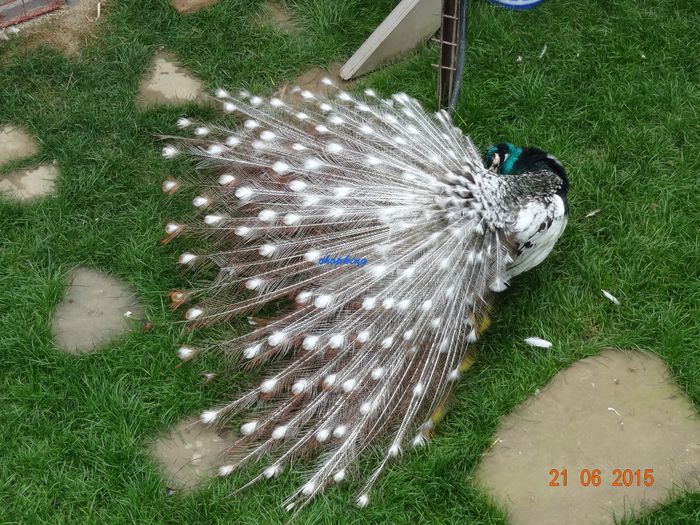 DSC01607