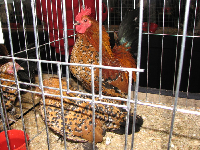 Expozitia Nationala Breaza 2010 162