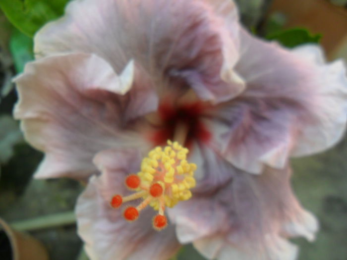 SAM_7076 - hibiscusi 2015-4