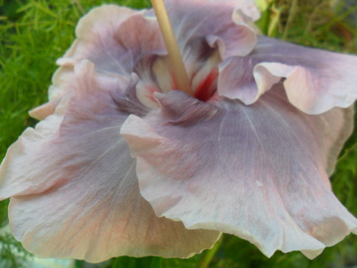 SAM_7079 - hibiscusi 2015-4