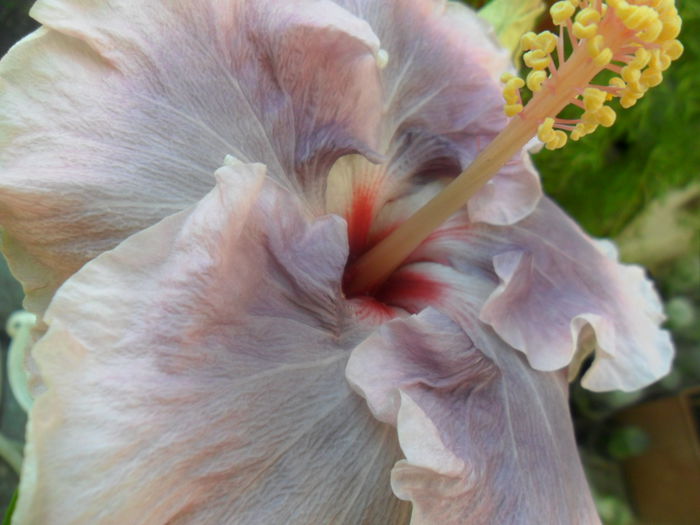 SAM_7086 - hibiscusi 2015-4