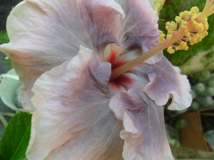 SAM_7087 - hibiscusi 2015-4