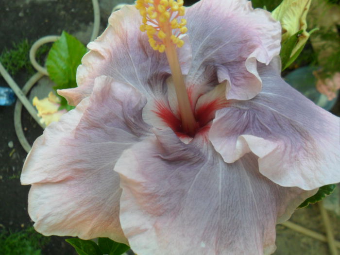 SAM_7093 - hibiscusi 2015-4