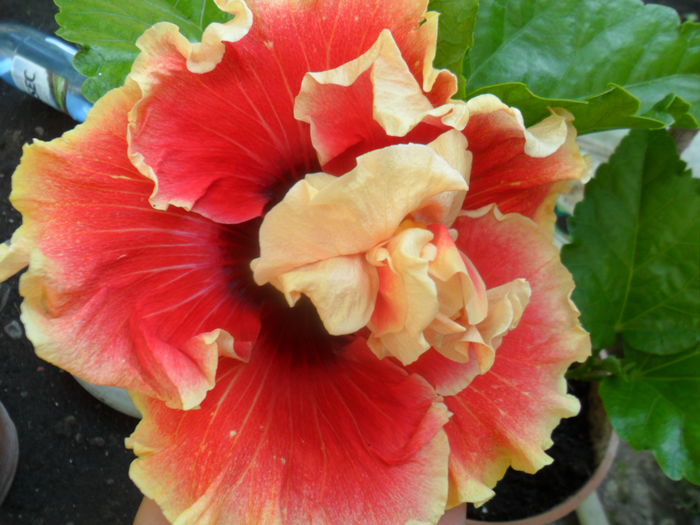 SAM_7095 - hibiscusi 2015-4