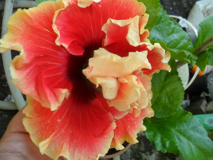 SAM_7097 - hibiscusi 2015-4