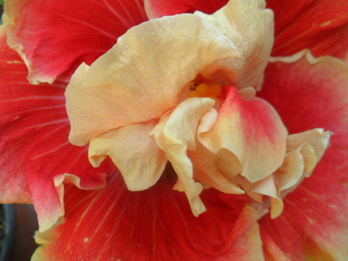 SAM_7099 - hibiscusi 2015-4