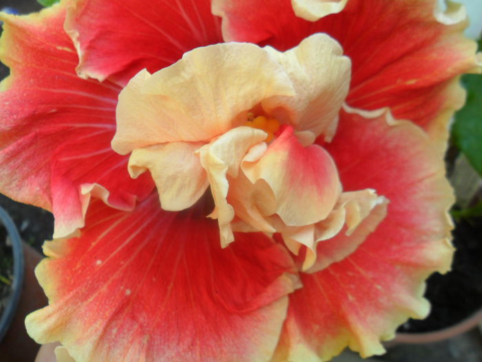 SAM_7101 - hibiscusi 2015-4