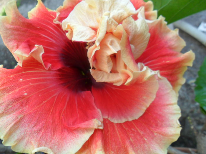 SAM_7115 - hibiscusi 2015-4