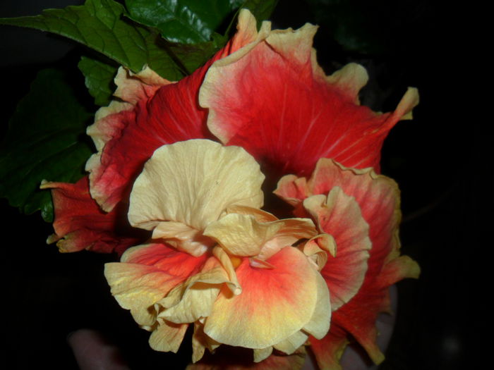 SAM_7154 - hibiscusi 2015-4