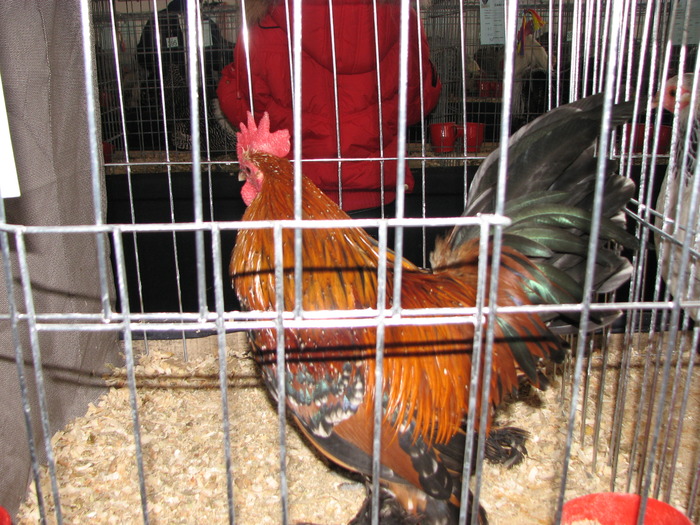 Expozitia Nationala Breaza 2010 163