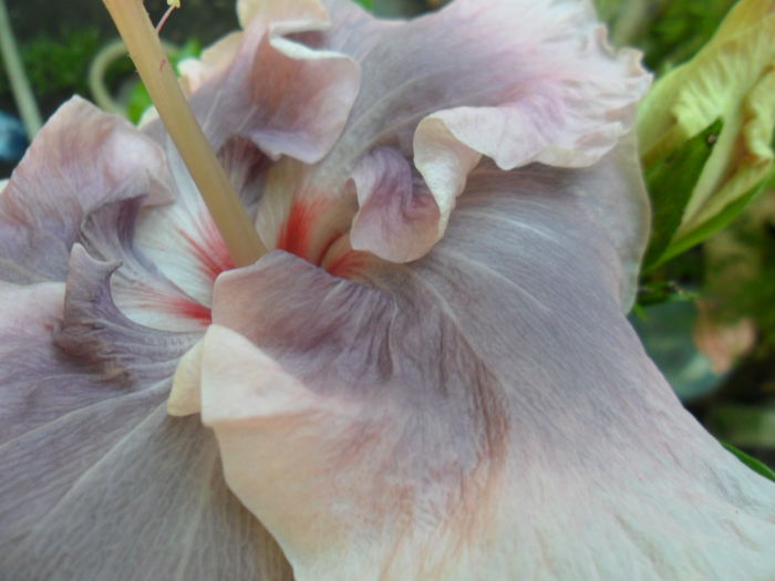 SAM_7091 - moorea gypsi blue