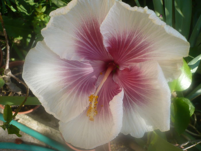 08.07.2015 - HIBISCUSI 2015-1