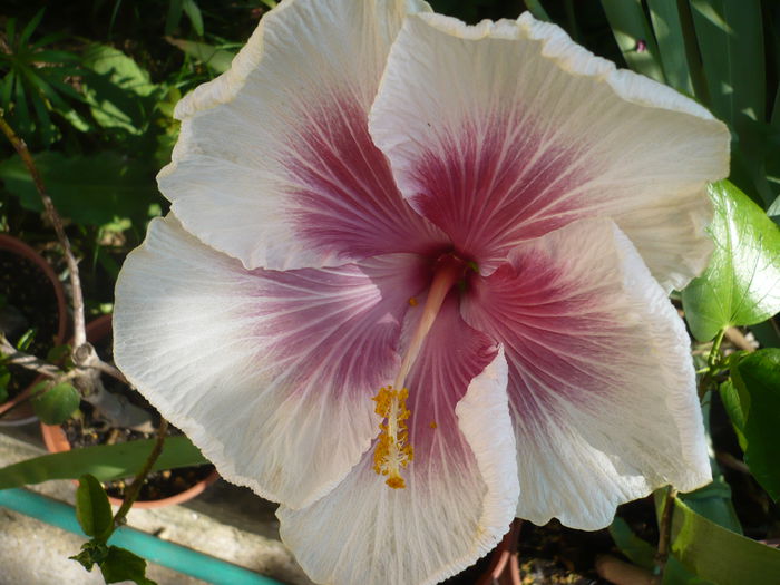 P1220963 - HIBISCUSI 2015-1