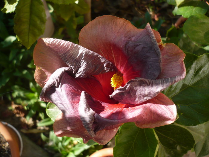 Bayou Irene - HIBISCUSI 2015-1