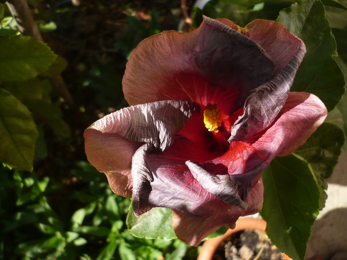 P1220957 - HIBISCUSI 2015-1