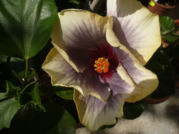 P1220958 - HIBISCUSI 2015-1