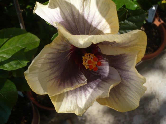 Blues in the Night - HIBISCUSI 2015-1