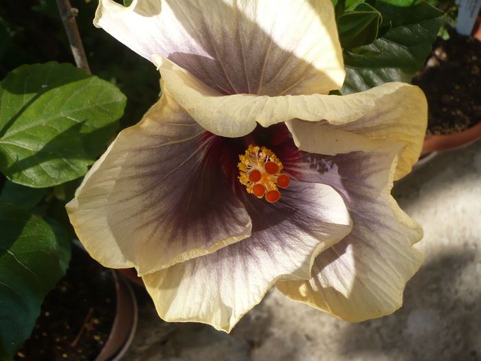 P1220960 - HIBISCUSI 2015-1