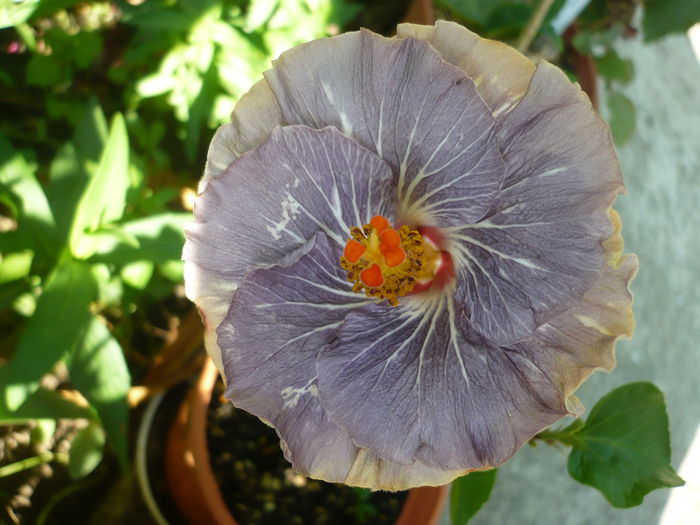 P1220964 - HIBISCUSI 2015-1