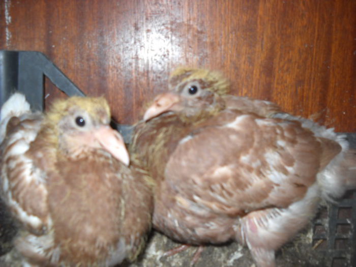 MULEMANS - 1 PUI VOIAJORI 2015