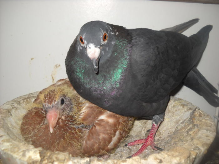 PUI MEULEMANS - 1 PUI VOIAJORI 2015