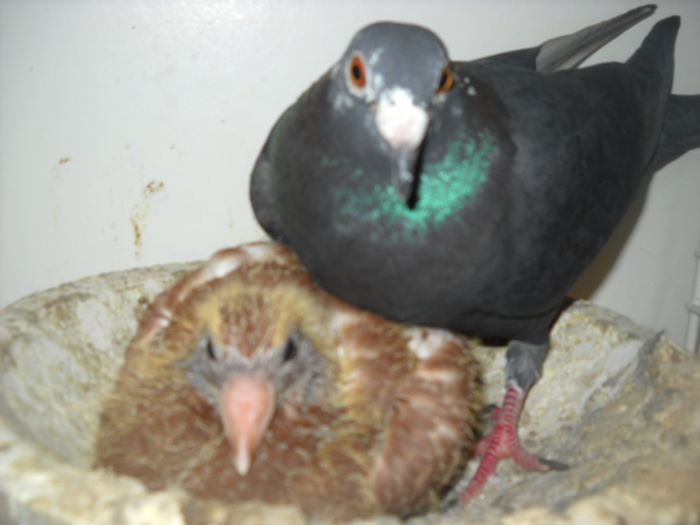 PUI MEULEMANS - 1 PUI VOIAJORI 2015