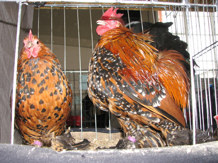 Expozitia Nationala Breaza 2010 166