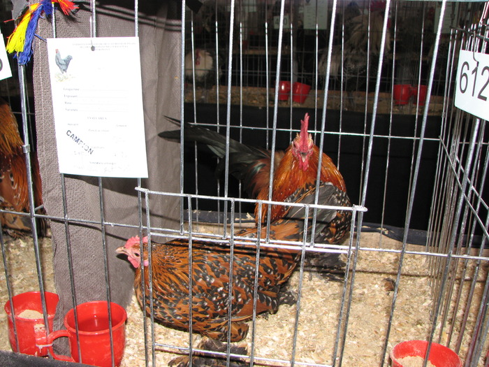 Expozitia Nationala Breaza 2010 170