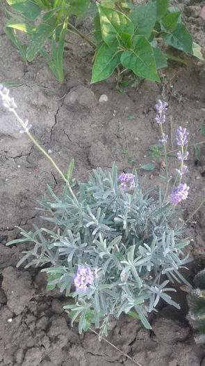 20150709_073047; Lavanda

