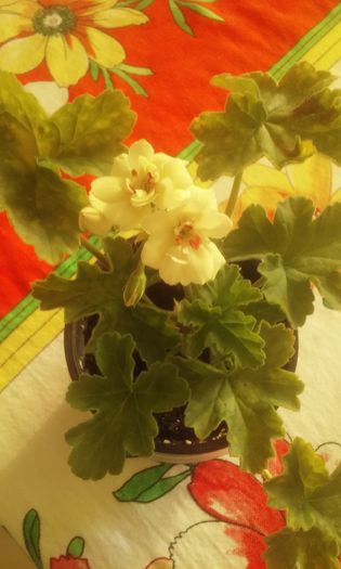 20150709_072958 - flori 2015