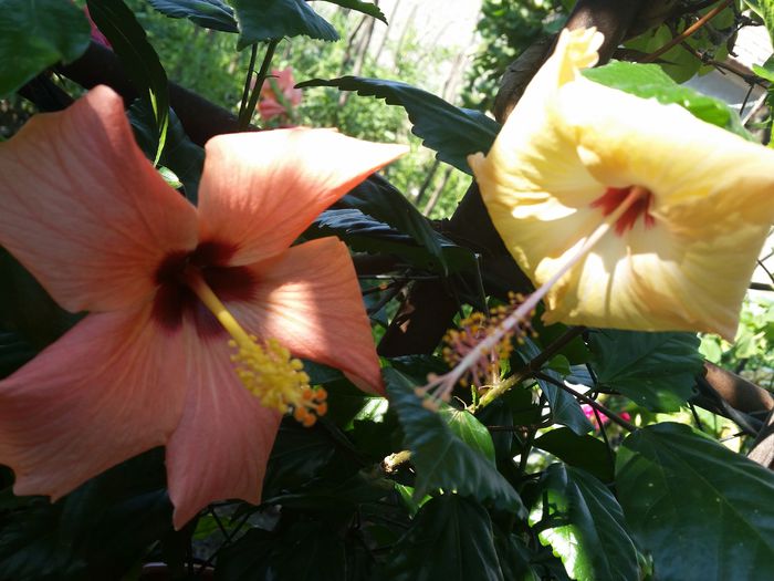  - hibiscus