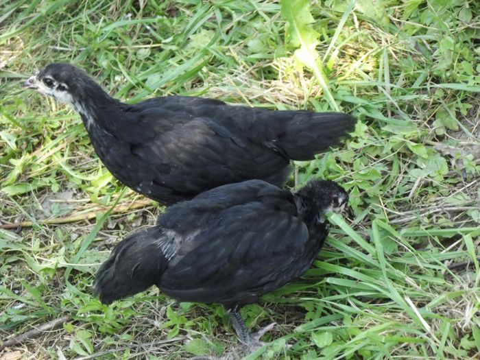 Pui Australorp - 01 - Mai 2015