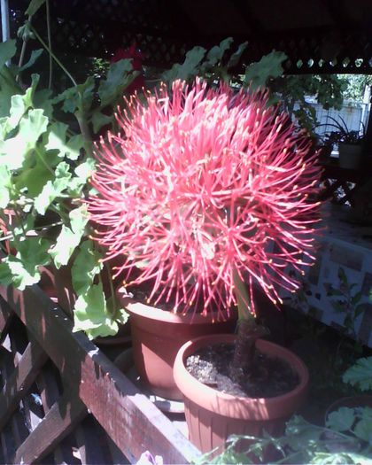 11540868_711566978969112_1267098659758374672_o