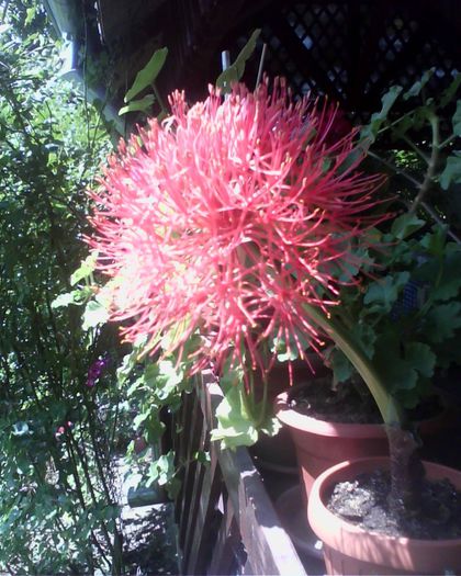 11537571_711566982302445_1949271760932456515_o