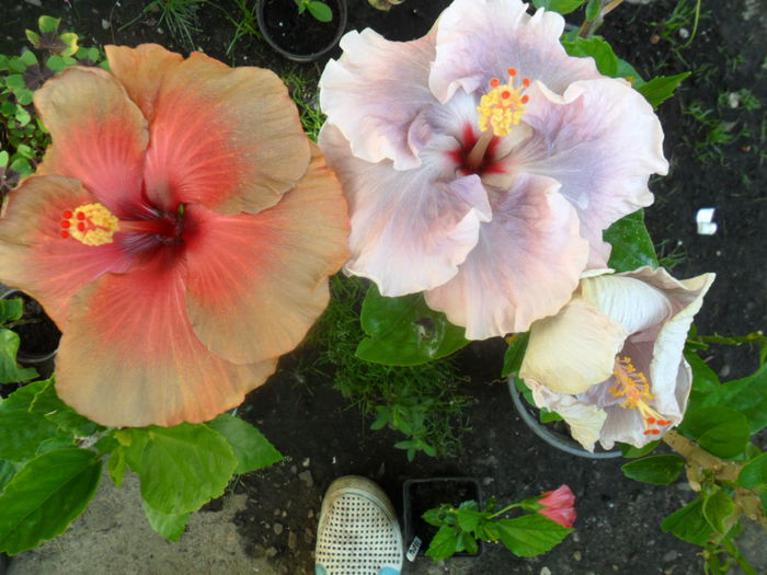 SAM_7237 - hibiscusi 2015-4