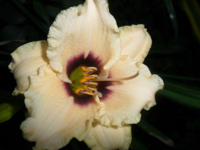 SAM_7185 - hemerocallis