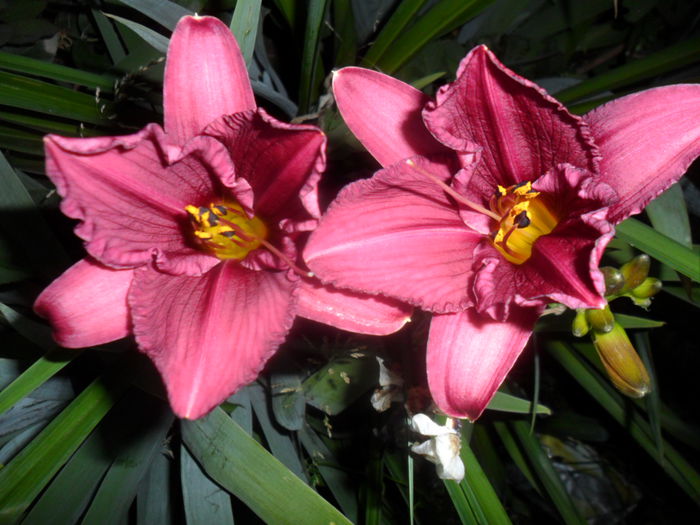 SAM_7195 - hemerocallis