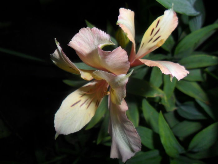 SAM_7197 - hemerocallis