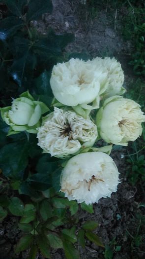 DSC_1236 - TRANDAFIRI 2015 II