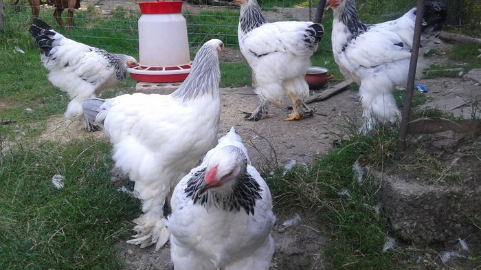 1436368038553839867467