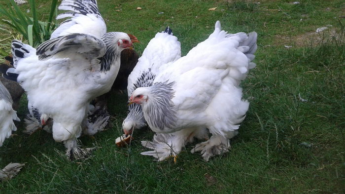 1436367967349-2026029832