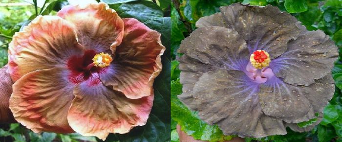 HIbiscus Moorea MoonSong& Moorea Black Blue - Hibiscus  Moorea