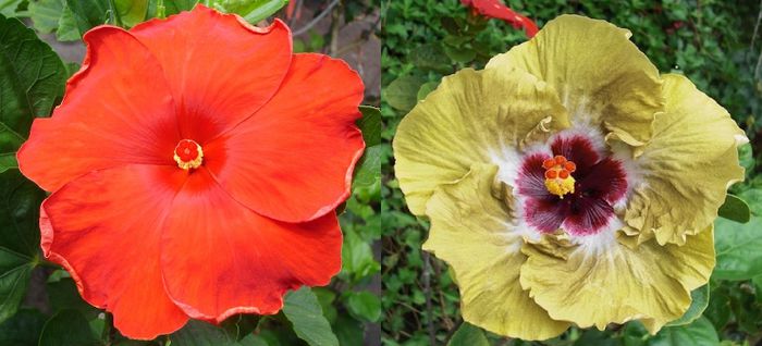 Hibiscus Moorea Sunfire & Moorea Misfire 