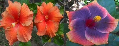 Hibiscus Moorea Accent Orange & Moorea Merveille Rainbow