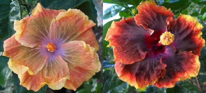 Hibiscus Moorea Hello  Neighbor & Moorea Merveille Intensity  - Hibiscus  Moorea